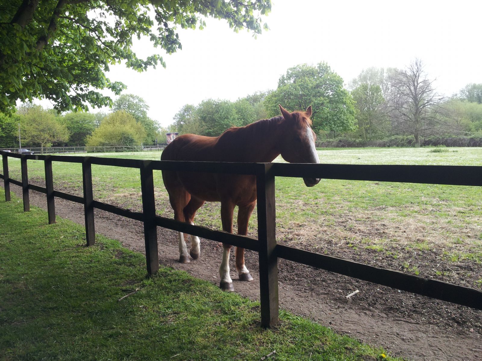 Lee Valley Riding Centre